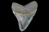 Serrated, Fossil Megalodon Tooth - Huge Root #75258-2